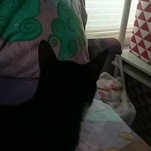 NYX Ultimate Shadow Palette (Brights)